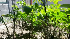 IMG-20160704-WA0008